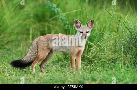 Renard du Bengale (Vulpes bengalensis) situé dans le sanctuaire ornithologique de Nalsarovar à Ahmedabad, en Inde. Banque D'Images