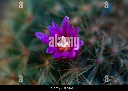 Gros plan extrême d'une fleur de cactus montrant des pétales délicats et une structure centrale. Un flou d'arrière-plan doux améliore le contraste entre la fleur et les s. Banque D'Images