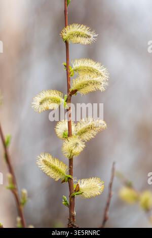 La nature se réveille au printemps. Brindilles de saule en fleurs et chatons de saule à fourrure, appelés phoques ou chats. Dimanche des palmiers. Saule houx, Salix caprea Banque D'Images