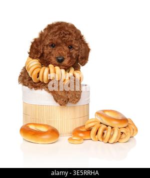 Chiot frisé brun assis dans un panier tissé avec des anneaux de pain sushki Banque D'Images