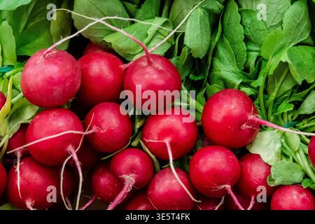 Radis dans un magasin de légumes, marché Olivar, Palma, Majorque, Îles Baléares, Espagne. Banque D'Images