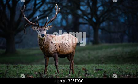 Red Stag à l'heure bleue à Studley Royal, North Yorkshire Banque D'Images