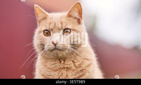 Gros plan de la tête de chat au gingembre, vue sur quelque chose dans un cadre extérieur flou Banque D'Images
