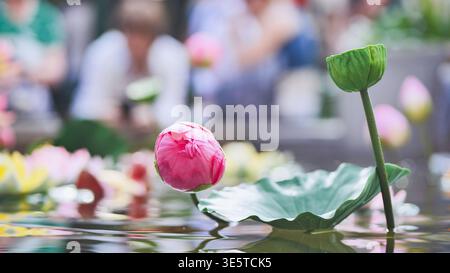 Bourgeon de fleur de lotus rose et gousse de graines dans un étang tranquille avec un fond flou. Banque D'Images
