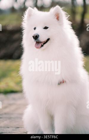 Samoyed serein avec Gentle expression dans un parc luxuriant Banque D'Images