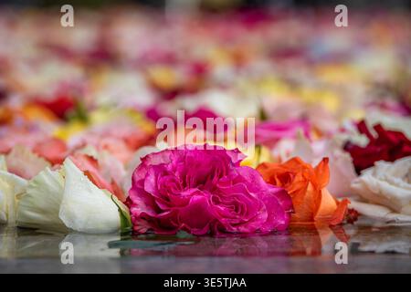 Des roses colorées recouvrent l'eau d'une fontaine dans la vieille ville pour la célébration de Pâques du printemps, une tradition locale bien-aimée à Zurich, en Suisse Banque D'Images