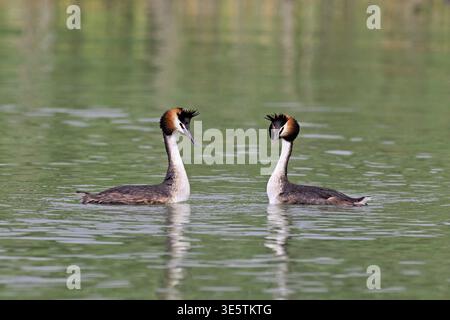 Great Crested Grebe (Podiceps festonné Ribonfish), accouplement par paires, Lac de Zoug, Canton de Zoug, Suisse Banque D'Images