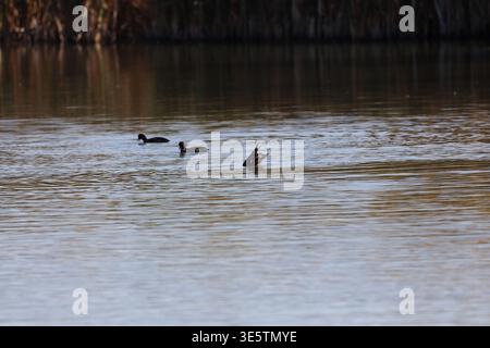trois canards qui bougent sur l'étang des marais des prairies sous le soleil matinal d'automne (gros plan, saisonnier) Banque D'Images