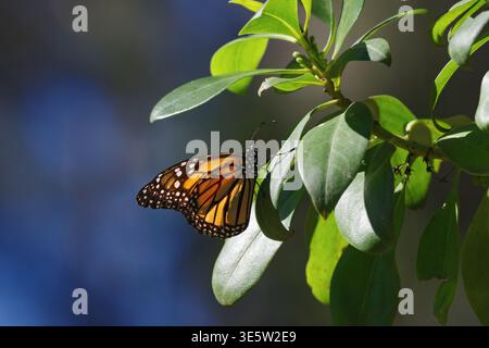 Un papillon monarque perché sur une branche au Monarch Butterfly Grove à Pismo Beach, en Californie. Banque D'Images