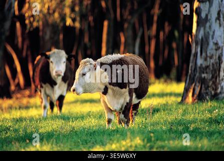 Bétail Hereford pâturant sur la côte nord de la Nouvelle-Galles du Sud, Australie. Banque D'Images