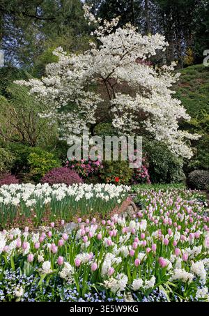 Fleurs de printemps dans le jardin Sunken aux jardins Butchart, île de Vancouver, Colombie-Britannique, Canada. Banque D'Images