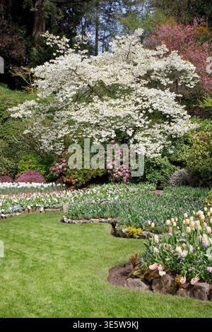Fleurs de printemps dans le jardin Sunken aux jardins Butchart, île de Vancouver, Colombie-Britannique, Canada. Banque D'Images