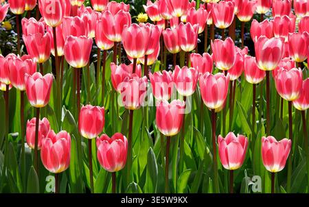 Tulipes roses en fleurs en avril aux Butchart Gardens, île de Vancouver, Canada Banque D'Images