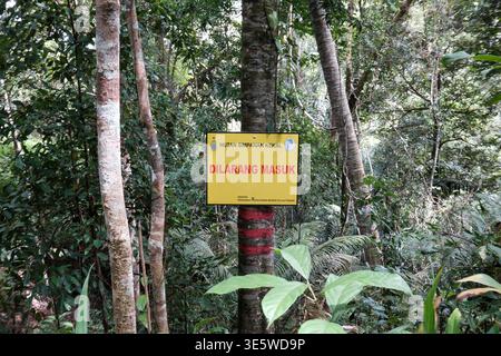 Un panneau jaune avertit les visiteurs de rester à l'écart. La peinture rouge marque le tronc de l'arbre. Des feuilles vertes encadrent le panneau. Une forêt dense entoure la région. Le panneau indique « DILARANG Banque D'Images
