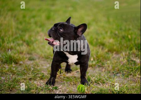 Joyeux bouledogue français noir debout sur l'herbe verte à côté de Toy Ball, joueur Frenchie Puppy dans le parc. PET Care and Active Lifestyle concept, domestique A Banque D'Images