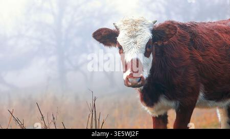 Vache brune et blanche dans le brouillard du matin. Portrait d'une vache brune et blanche debout dans un pâturage brumeux, regardant la caméra dans un matin rural calme. Banque D'Images