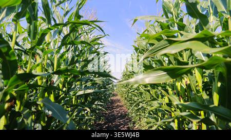 Chemin ensoleillé entre les grandes rangées de maïs. Vue en bas angle sur un chemin étroit entre de grandes plantes de maïs vert dans un champ de maïs lumineux sous un ciel bleu clair. Banque D'Images