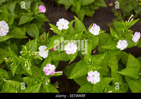 Merveille du Pérou (mirabilis jalapa) fleurs au jardin. Nyctaginaceae vivace originaire d'Amérique tropicale. Il fleurit vers 16 heures, donc il s'appelle t Banque D'Images