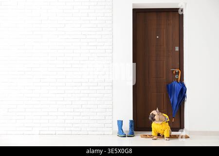 Mignon bulldog français avec imperméable près de la porte dans le hall Banque D'Images