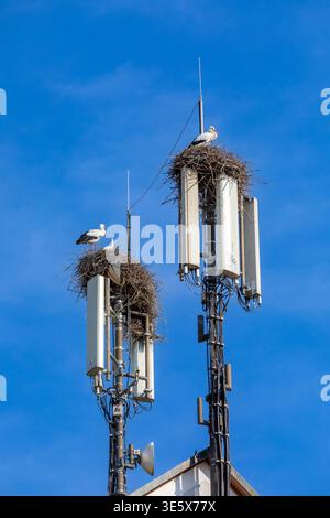 Tour cellulaire avec nid de cigogne sur une tour en Allemagne Banque D'Images