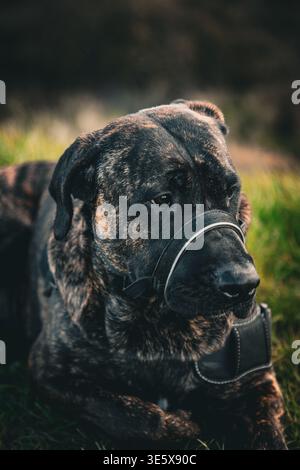Portrait en gros plan d'un puissant chien croisé Cane Corso et Mastiff de couleur bringolée reposant calmement dans l'herbe verte. Le chien de grande race Banque D'Images
