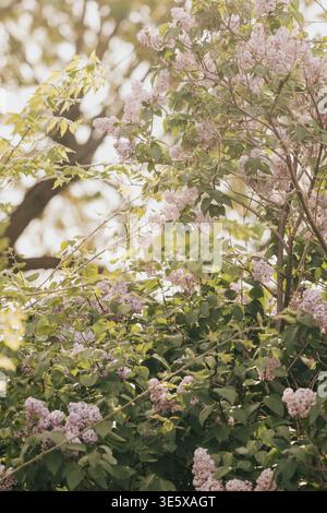Les lilas violets clairs brillent dans la lumière tôt le matin un jour de printemps Banque D'Images