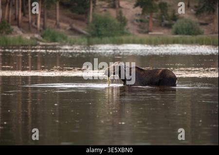 Orignal de vache brune se nourrissant de plantes aquatiques dans le lac de montagne Banque D'Images