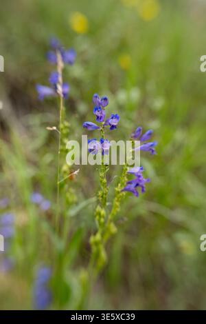 Fleurs de penstemon violettes fleurissant dans un champ de montagne vert Banque D'Images