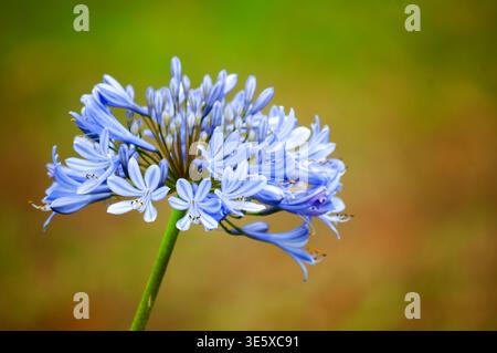 Gros plan de fleur d'agapanthus bleue en fleurs Banque D'Images
