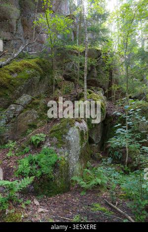 Mur rocheux de granit recouvert de mousse s'élevant parmi les fougères et les arbres forestiers mélangés dans la lumière d'été tamisée. Banque D'Images