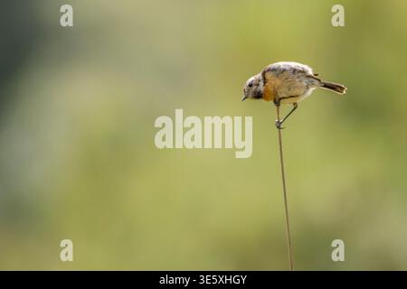 Stonechat femelle, Saxicola Torquata, perché sur une fine tige d'herbe, Paratge Natural de la Serra de Tramuntana, Majorque, Espagne. Banque D'Images