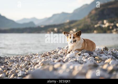 Relaxant Pembroke Welsh Corgi se trouvant sur Rocky Beach avec mer et paysage de collines en arrière-plan Banque D'Images