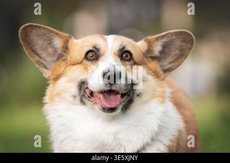 Gros plan Portrait de Happy Pembroke Welsh Corgi avec un visage et des oreilles expressifs à l'extérieur Banque D'Images