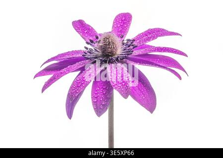Gros plan d'une fleur d'hortensis d'anémone, communément appelée anémone à feuilles larges, recouverte de gouttes de rosée sur un fond blanc Banque D'Images