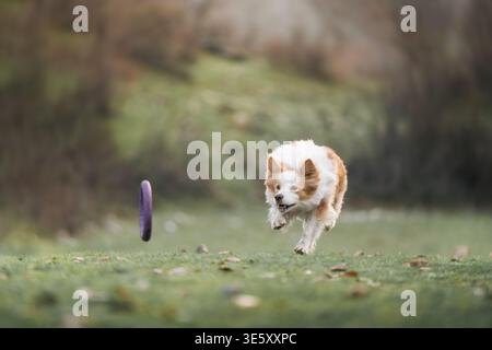Border Collie Chasing Disc in distance Across Green Field : Border Collie court après un disque volant dans un paysage naturel ouvert. Banque D'Images