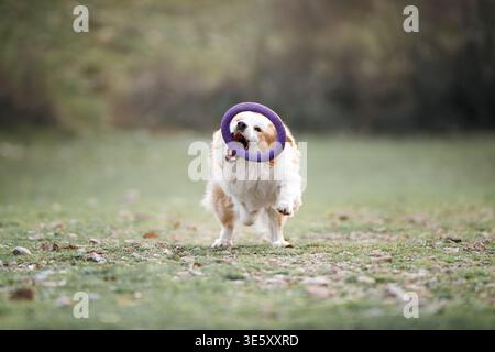 Border Collie courant vers la caméra avec Frisbee : chien tenant le disque tout en courant vers l'avant dans le champ. Banque D'Images