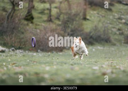 Border Collie courir à distance avec Flying Disc : plan large de Border Collie poursuivant Frisbee à travers le champ. Banque D'Images