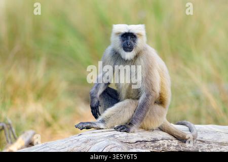 Langur gris des plaines septentrionales (Semnopithecus entellus) du parc national Jim Corbett, Uttharakhand, nord de l'Inde. Banque D'Images