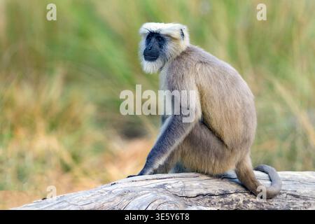 Langur gris des plaines septentrionales (Semnopithecus entellus) du parc national Jim Corbett, Uttharakhand, nord de l'Inde. Banque D'Images