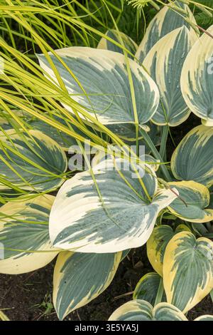 Funkie Hosta First Frost McPHRM *** Funkia Hosta First Frost McPHRM McPHRM Banque D'Images