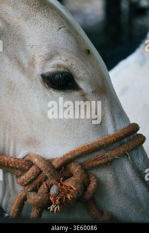 Gros plan Portrait de vache blanche avec Halter de corde. Gros plan détaillé du visage d’une vache blanche avec un licol de corde rustique attaché autour de son museau. Banque D'Images