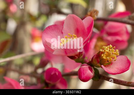 Fleurs de pêche rose entièrement fleuries sur une branche dans un verger printanier Banque D'Images