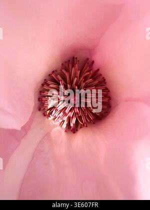 Gros plan du centre d'une fleur de magnolia rose. Banque D'Images