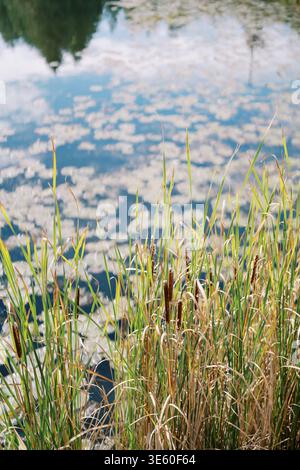 Environnement de marais paisible avec plantes aquatiques et ondulations douces Banque D'Images