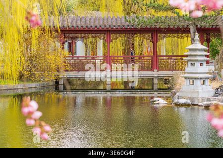 Pavillon chinois traditionnel à côté d'un étang calme. Les fleurs roses dérivent au premier plan, douces et rêveuses. Des saules jaunes pleurant encadrent la structure gracieuse Banque D'Images