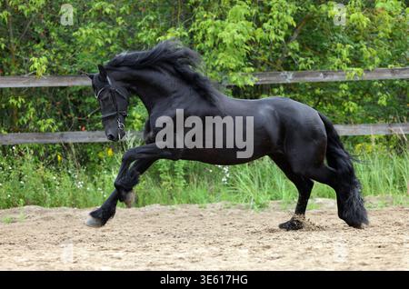 Beau cheval noir frison galopant sur la ferme d'automne Banque D'Images