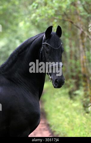 Cheval frison. Portrait étalon noir sur une ferme d'été Banque D'Images