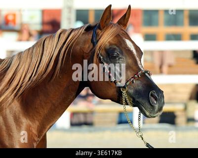 Portrait de cheval arabe dans un ranch d'été Banque D'Images