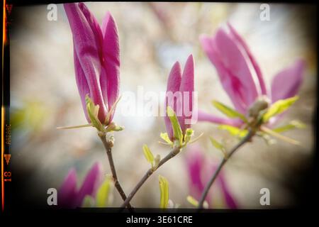 Macro de magnolia violet éclatant 'Ann' fleurit sur des branches minces sur un fond de jardin de printemps doux, horizontal avec espace de copie. Banque D'Images