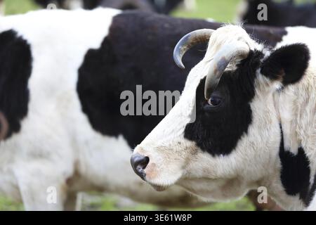 Une vache avec un museau blanc et un corps noir se tient dans un champ. La vache regarde la caméra Banque D'Images